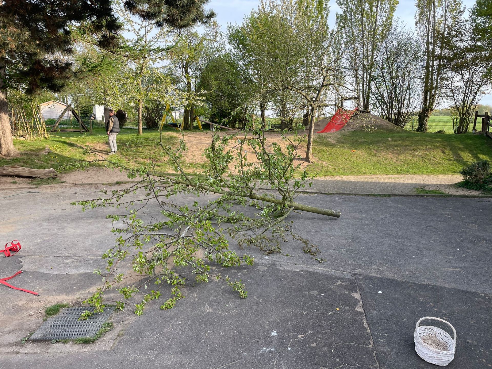 Einfach abgesägt: Vier 15 Jahre alte Bäume haben die Vandalen im Garten des Waldorfkindergartens mit einer gestohlenen Handsäge gekappt. Foto: Stadt Mechernich/pp/Agentur ProfiPress
