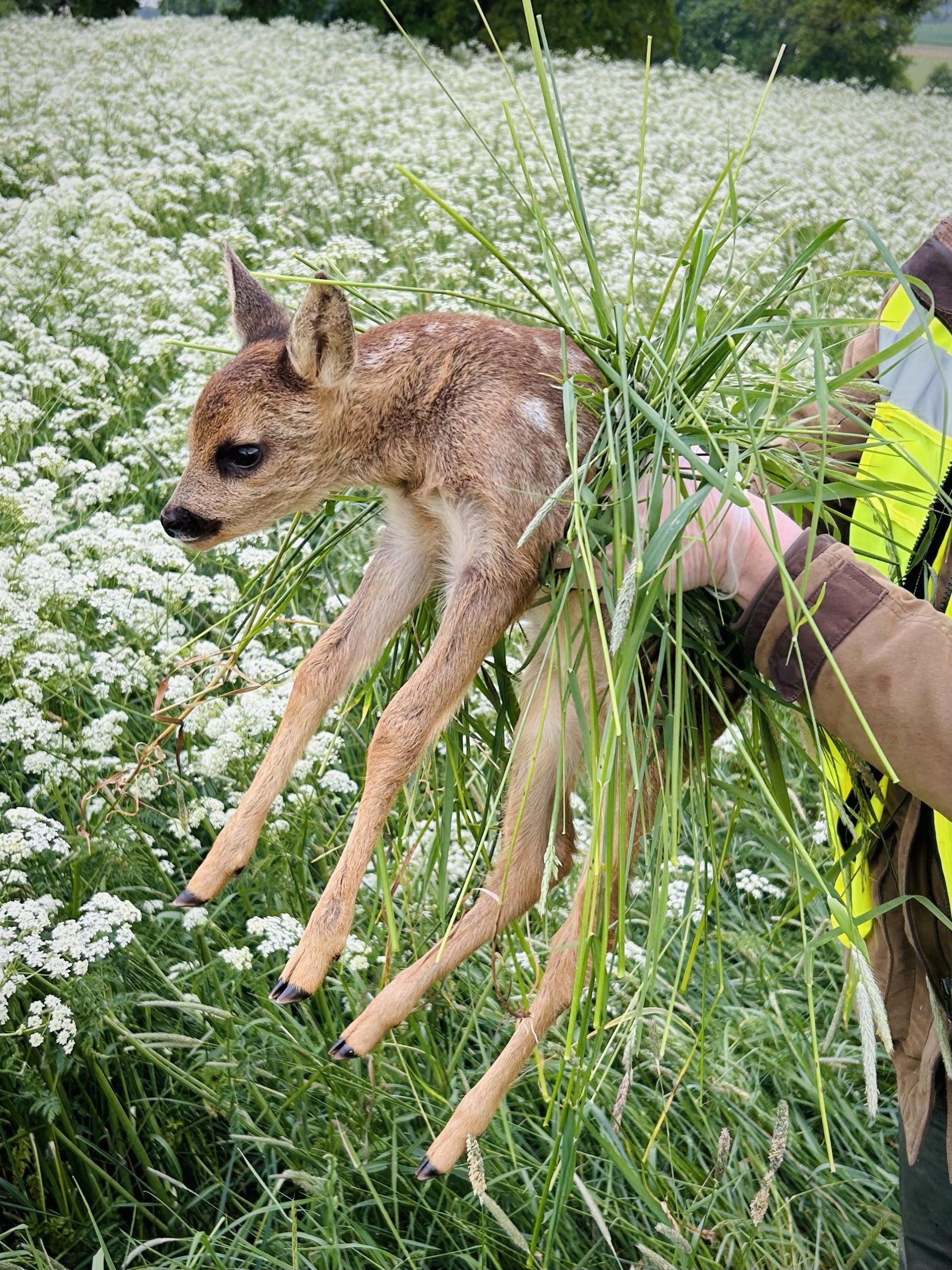 Jährlich kommen in Deutschland rund 100.000 Rehkitze durch Mähdrescher um. Durch den Infotag des „Rehkitzrettung Kreis Euskirchen e.V.“ am 19. April in Iversheim soll diese Zahl reduziert werden. Foto: Rehkitzrettung Kreis Euskirchen e.V./pp/Agentur ProfiPress
