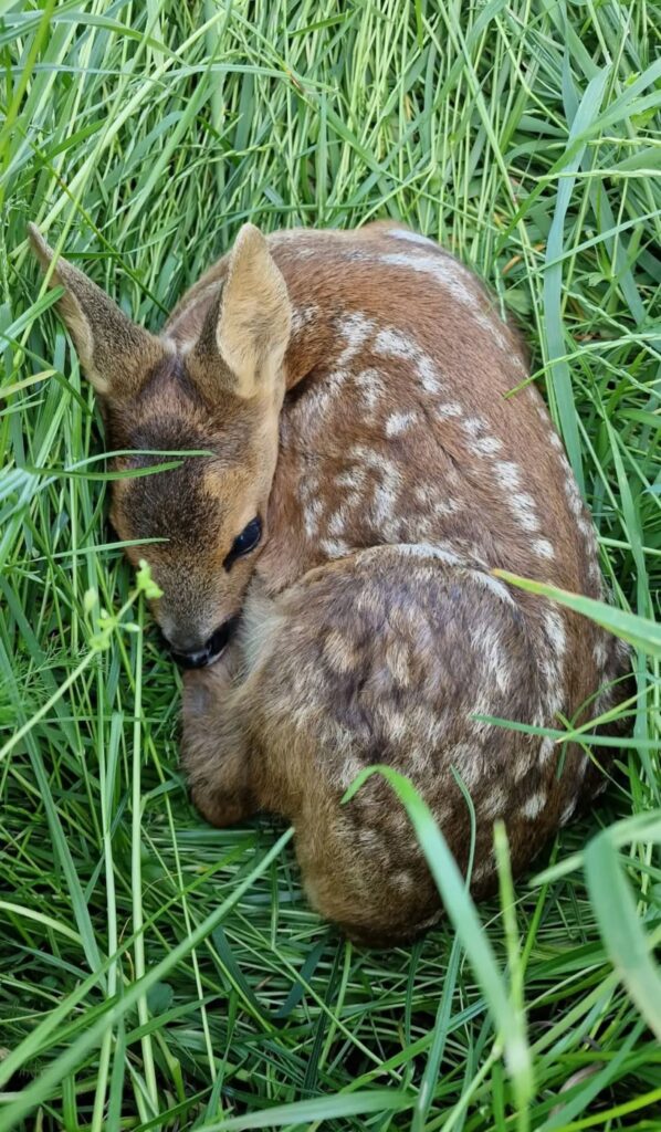 Rehkitze zeigen bei Gefahr keine Fluchtreflexe, sondern drücken sich in der Regel fest auf den Boden. Das führt oft zum Mähtod. Foto: Rehkitzrettung Kreis Euskirchen e.V./pp/Agentur ProfiPress
