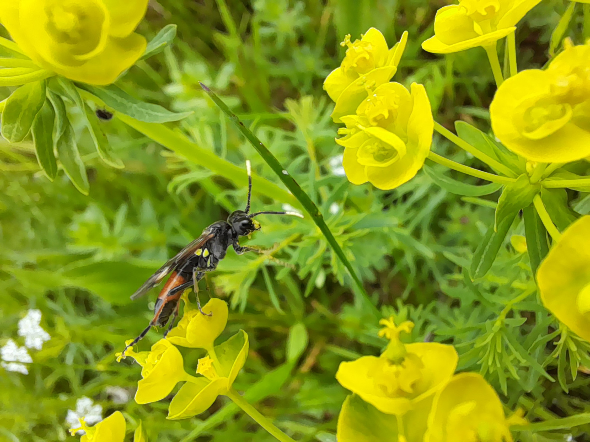 Die NABEAR lädt zu Insektenbestimmungskursen nach Schleiden-Vogelsang ein. Bei den Wildbienen am 8./9. August kann man zum Beispiel diese „Zypressenwolfsmilch-Blattwespe“ kennenlernen, für die die Zypressenwolfsmilch ein Lebenselixier ist. Foto: Maria Pfeifer/ NABEAR/pp/Agentur ProfiPress
