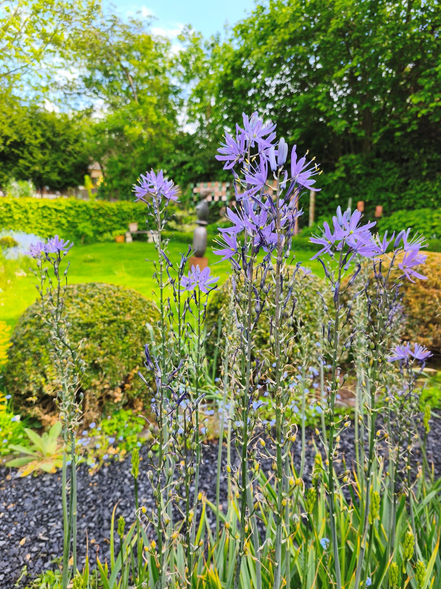 Filigrane Stängel, violette Blüten: Prärielilien (lat.: Camassia) zieren das Beet neben dem Schotterpfad mit bauchigen Buchskugeln. Foto: Kerstin Rottland/pp/Agentur ProfiPress
