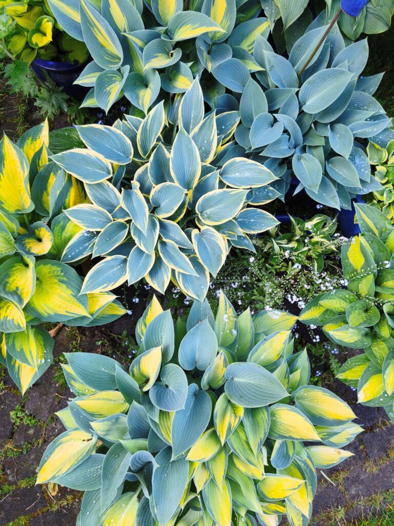 Hosta – auch Funkie genannt: Mehr als hundert verschiedene Sorten der Blattschmuckpflanze besitzt Kai Wetzel inzwischen, in sämtlichen Grüntönen, Formen und Größen. Foto: Kerstin Rottland/pp/Agentur ProfiPress