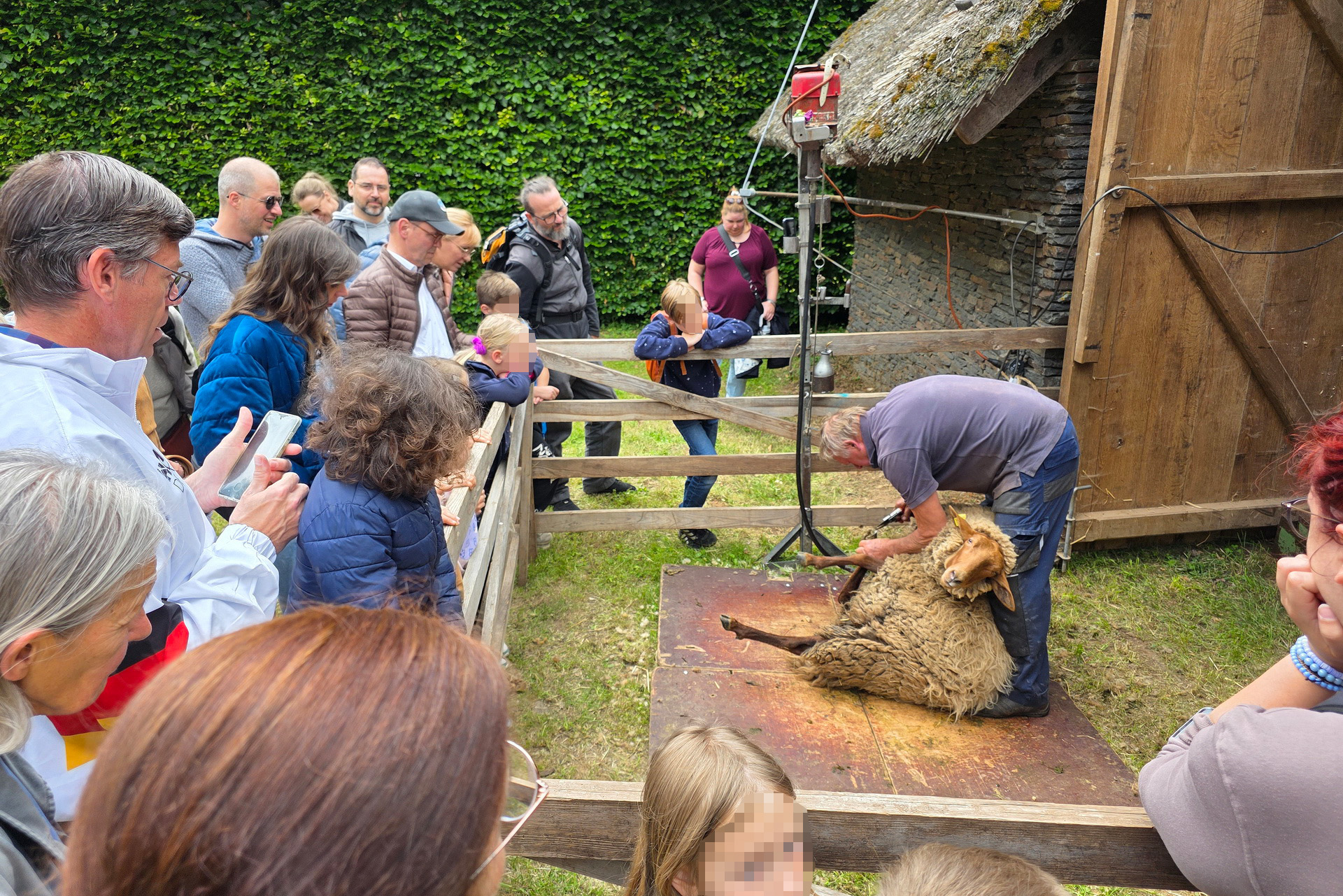 Die Schafschur gehörte zu den Höhepunkten des Wolltags und lockte zahlreiche Besucher an. Sie stand am Beginn einer ganzen Verarbeitungskette traditioneller Textilherstellung, die am Sonntag im LVR-Freilichtmuseum vorgeführt wurde. Foto: Sabine Roggendorf/pp/Agentur ProfiPress