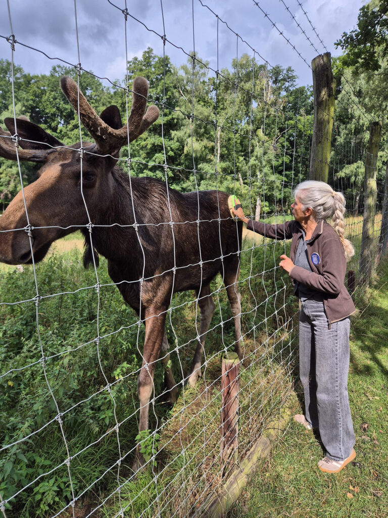 Mit viel Herz für Tiere und Natur: Ruth Klinkhammer bei der Pflege eines Elchs im Hochwildpark Rheinland, den sie über viele Jahre mit Kreativität, Tatkraft und großem Engagement prägte. Foto: Hochwildpark Rheinland/pp/Agentur ProfiPress