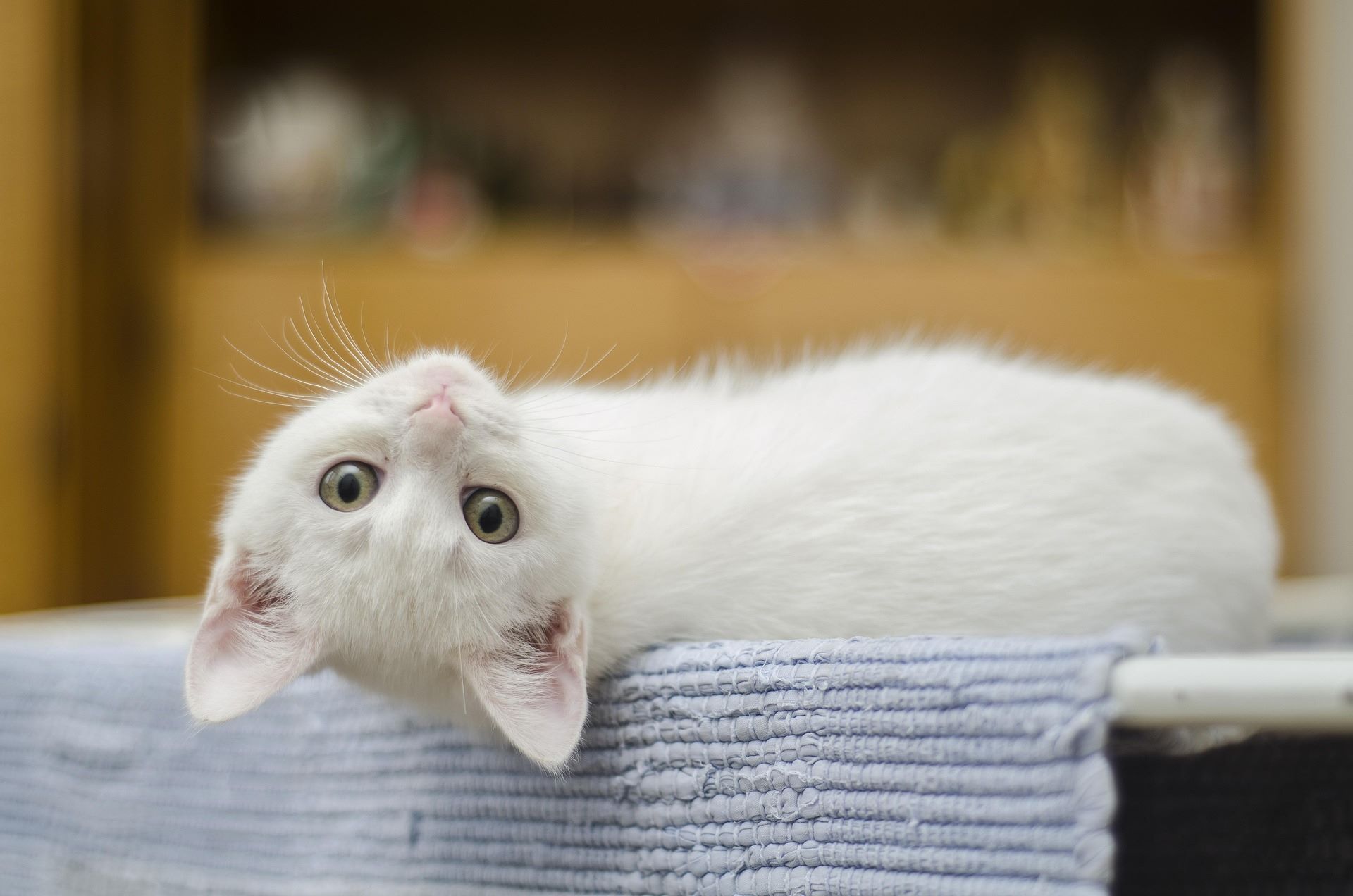 Tiere aus dem Urlaub mitbringen?