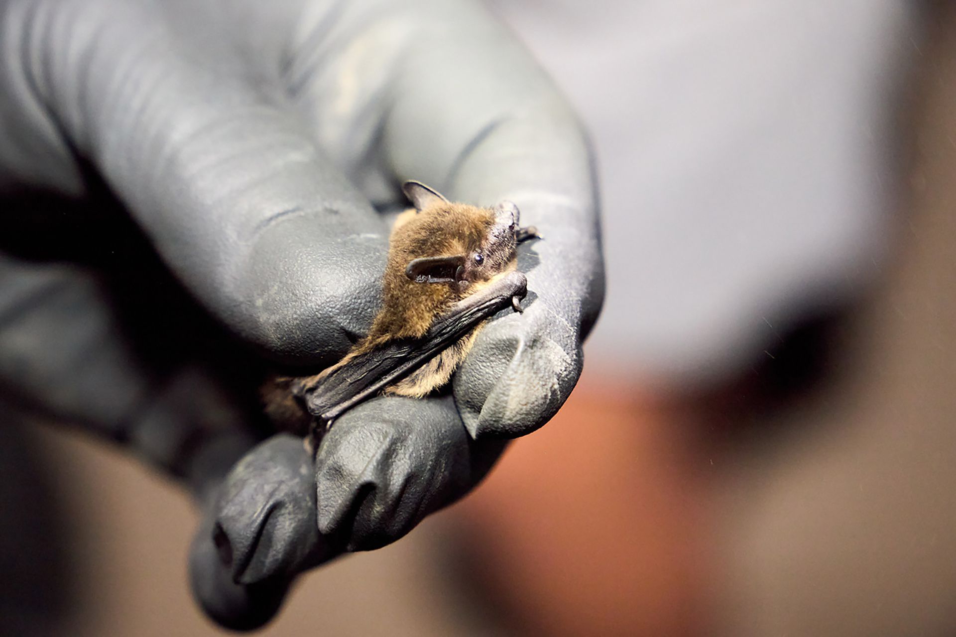 Bei Streicheleinheiten sei klar geworden: die Tiere seien ganz weich gewesen. Foto: Stephan Everling/pp/Agentur ProfiPress