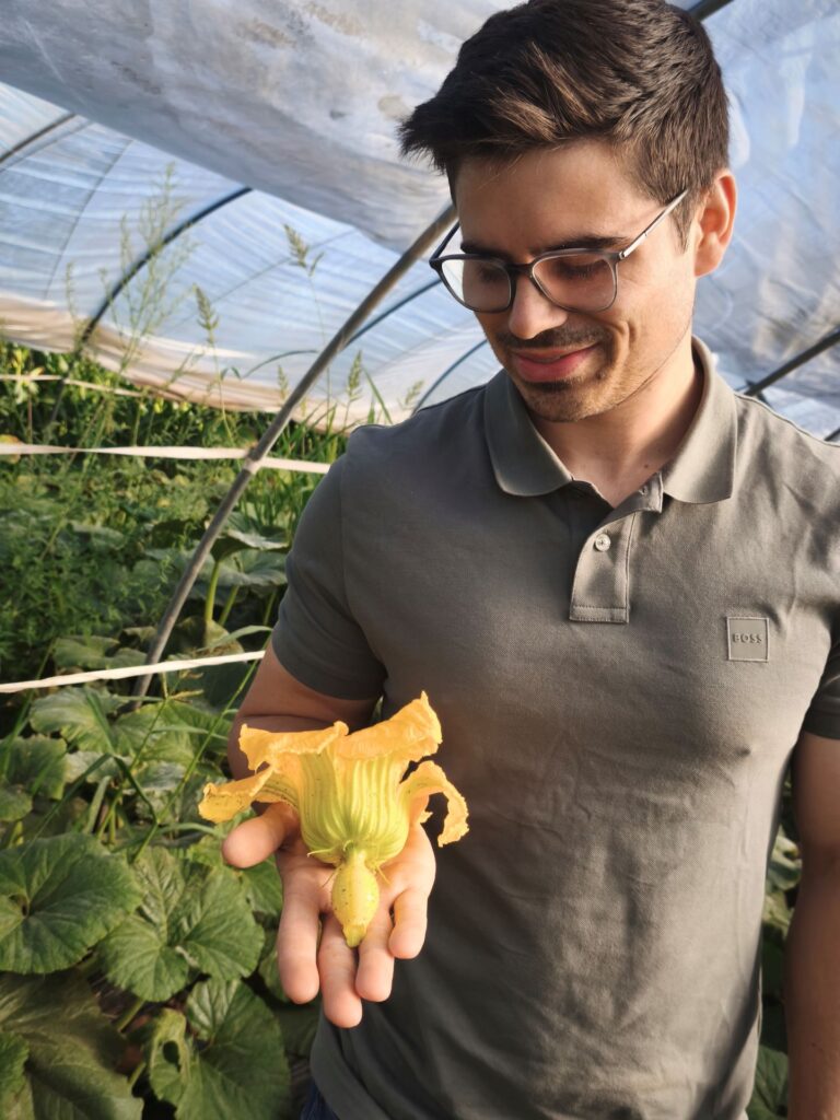 Mit so einer leuchtend gelben Blüte fing im Frühjahr alles an: Werden aus den „Atlantisches Riesen“ durch die Hitze am Ende „Atlantische Trockenfrüchte? Foto: Kerstin Rottland/pp/Agentur ProfiPress