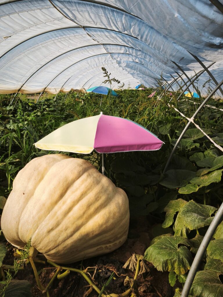Schutz vor den Elementen: „Sonnenschirme (gegen Hitze von oben), Decken (gegen nächtliche Kälte), Folientunnel (gegen Starkregen, Wind, Hagel), und, und, und … Foto: Kerstin Rottland/pp/Agentur ProfiPress