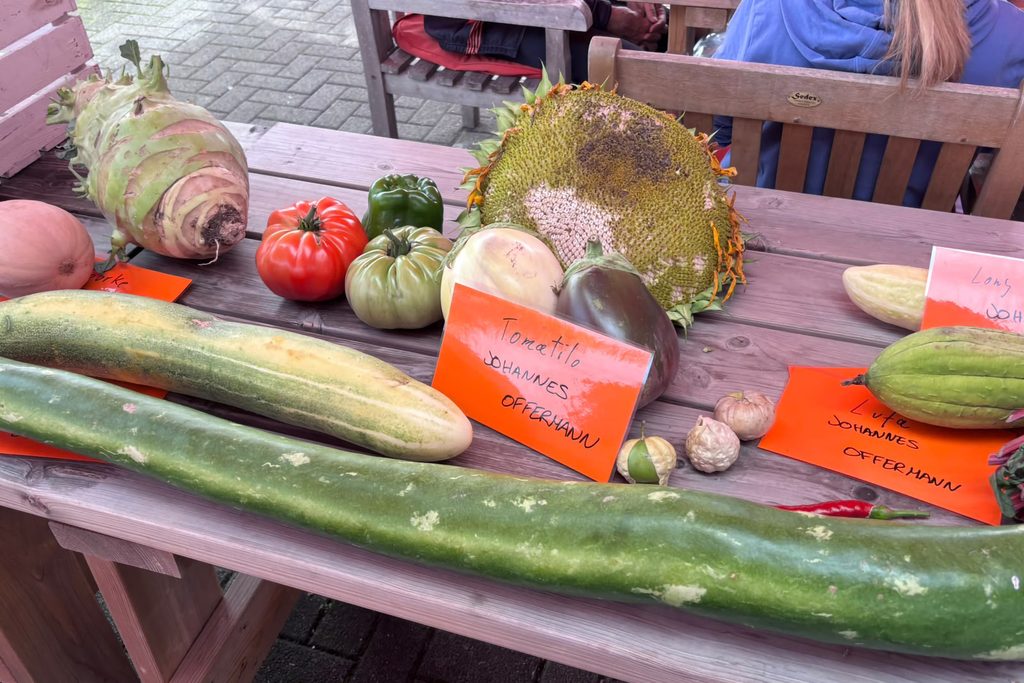 Nicht nur die Kürbisse wuchsen über sich hinaus: Bei der Deutschen und nordrhein-westfälischen Riesengemüse-Meisterschaft traten auch gewaltige Zucchini, Kohlrabi, Auberginen und andere Garten-Giganten an. Foto: Krewelshof/pp/Agentur ProfiPress