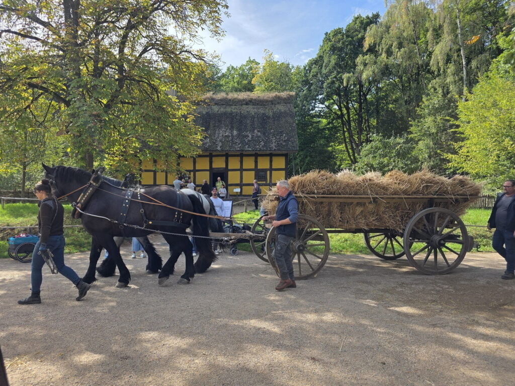 Ein Bild wie aus vergangenen Tagen: Schwere Pferde ziehen einen hoch mit Garben beladenen Erntewagen durch die historische Museumslandschaft. Foto: Manfred Lang/pp/Agentur ProfiPress