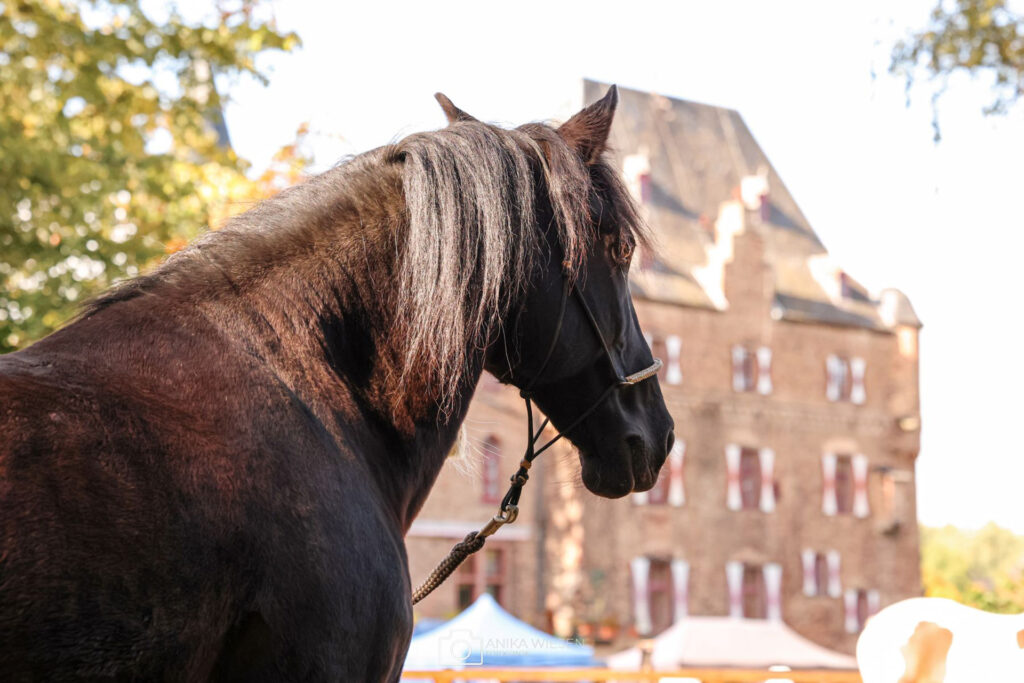 Auf dem großen Reitplatz erwartet die Besucher vor eindrucksvoller Burgkulisse ein vielseitiges Programm aus unterschiedlichen Bereichen des Reitsports. Foto: Anika Wiesen/pp/Agentur ProfiPress