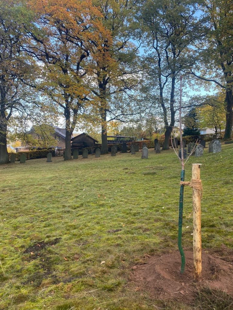 Bei der vor vier Jahren auf dem Jüdischen Friedhof in Kommern gepflanzten Kastanie handelt es sich um einen Nachfahren jenes Baumes in Amsterdam, den die Schülerin Anne Frank in ihrem Tagebuch erwähnt hat. Foto: Manfred Lang/pp/Agentur ProfiPress