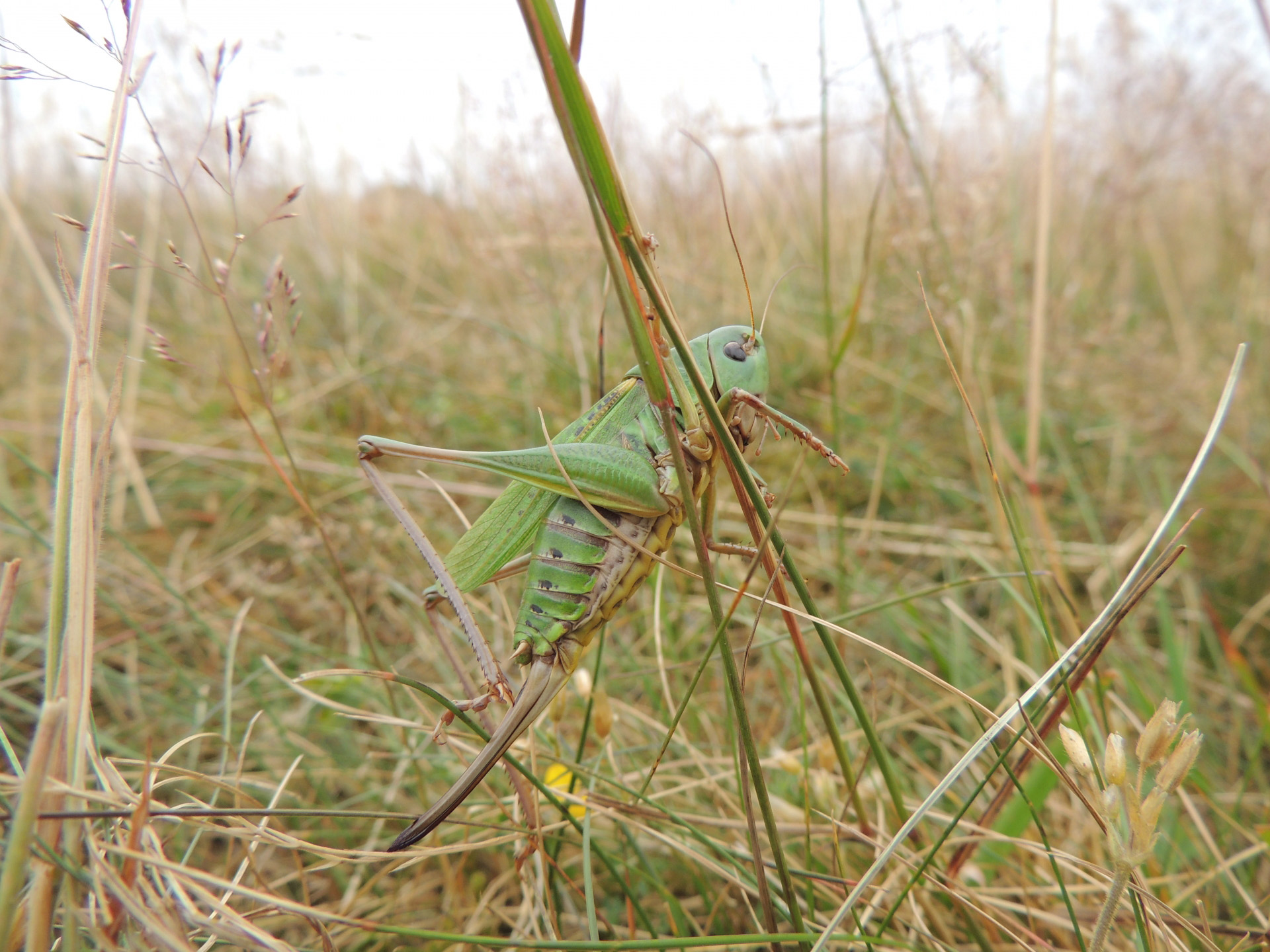 Zirpendes Schwergewicht unter Schutz