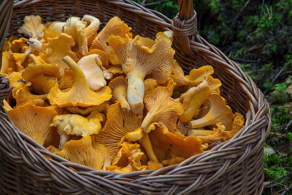 Nach den feuchtwarmen Tagen hat die Pilzsaison auch rund um Mechernich und im Kreis Euskirchen Fahrt aufgenommen. Geltende Regeln sollten Sammlerinnen und Sammler allerdings beachten. Symbolbild: Barbroforsberg/pixabay/pp/Agentur ProfiPress