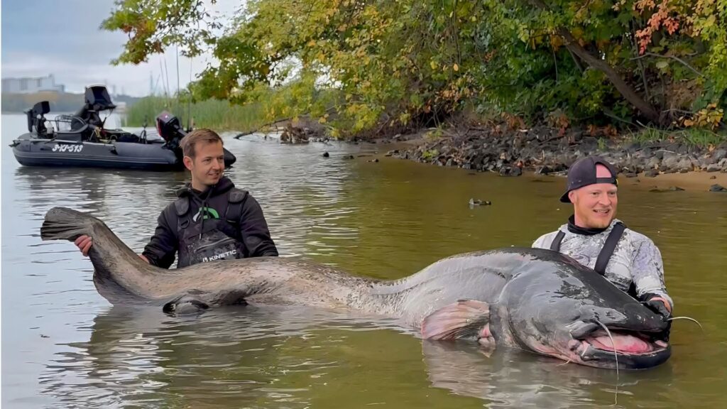 Fast drei Meter ist der Wels, den Oliver Schäfer (rechts) und sein Freund Kevin Cremers (links) an Land brachten. Copyright & Foto: mikado-total-fishing/pp-Agentur Profipress