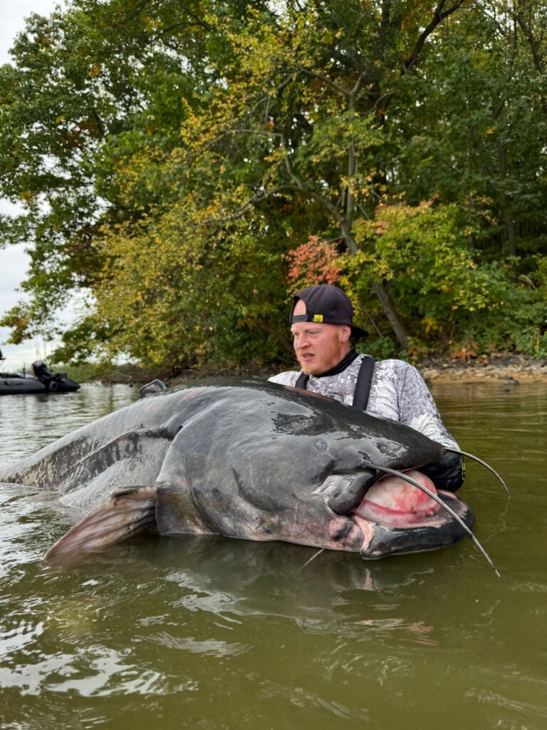 Eine halbe Stunde kämpfte Oliver Schäfer mit dem Fisch, ehe er den dicken Brocken an Land bringen konnte. Copyright & Foto: mikado-total-fishing/pp-Agentur Profipress
