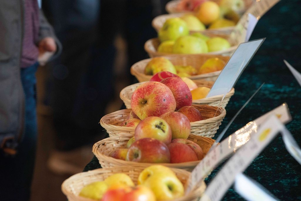 Welche Sorte ist das? Wer unbekannte Äpfel aus dem Garten bestimmen lassen möchte, sollte mindestens fünf möglichst sonnengereifte Exemplare mitbringen. Foto: LVR/Anna Huckestein/pp/Agentur ProfiPress