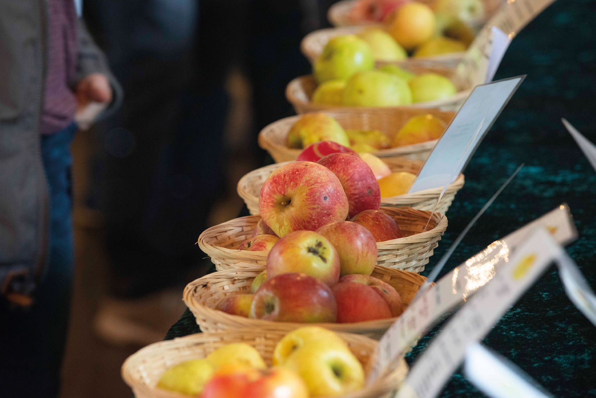 Welche Sorte ist das? Wer unbekannte Äpfel aus dem Garten bestimmen lassen möchte, sollte mindestens fünf möglichst sonnengereifte Exemplare mitbringen. Foto: LVR/Anna Huckestein/pp/Agentur ProfiPress
