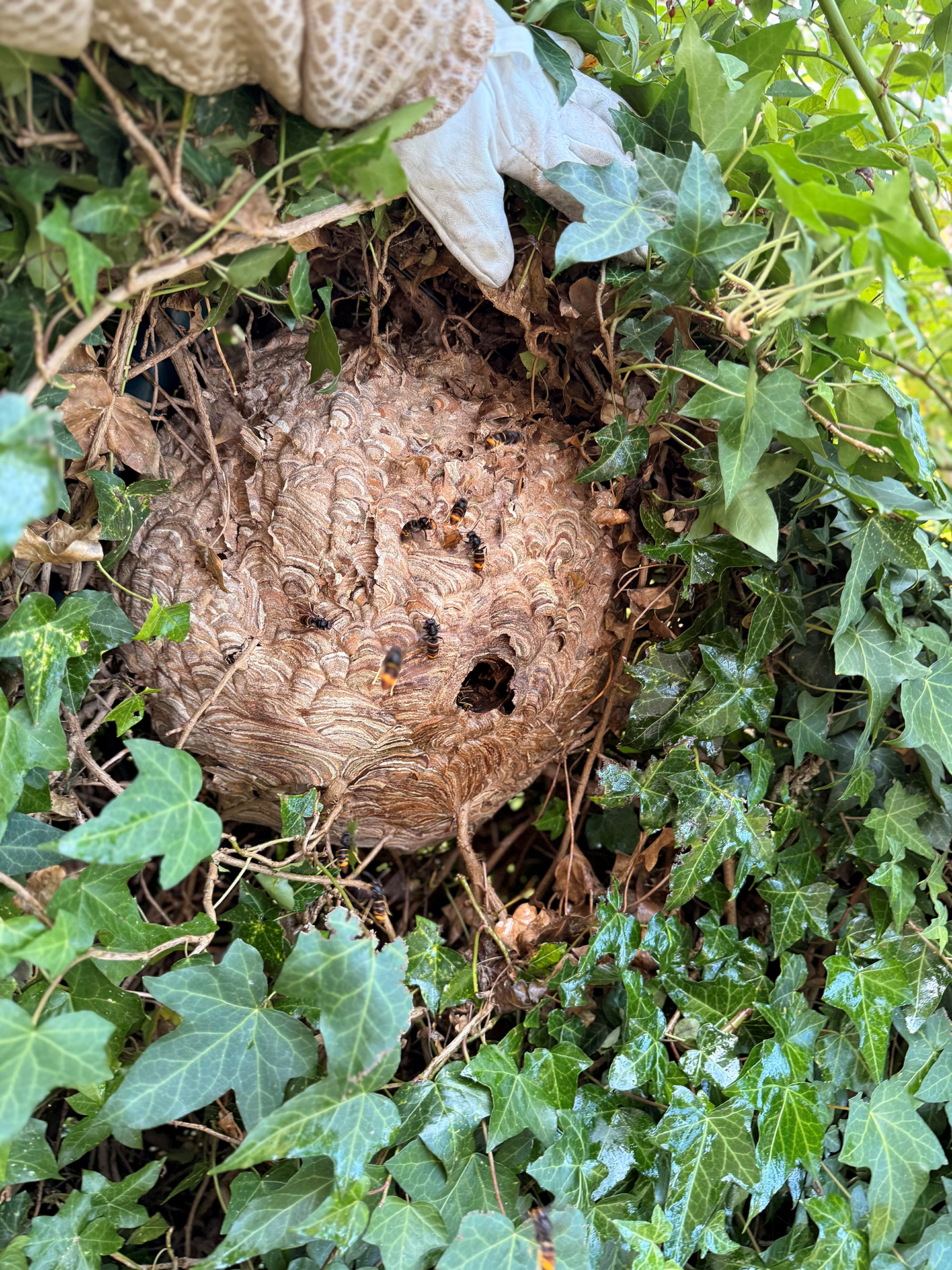 Gut verborgen und bei Gartenarbeiten leicht zu übersehen: Dieses Nest der Asiatischen Hornisse wurde in einer Efeuhecke in Mechernich-Kommern entdeckt. Der Kreis Euskirchen warnt davor, Nester eigenständig zu berühren oder zu entfernen. Foto: Stefan Hoffmann/Schädlingsbekämpfer/Kreis Euskirchen/pp/Agentur ProfiPress
